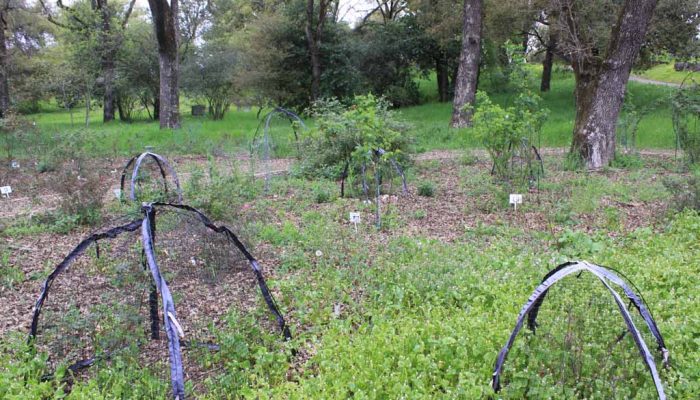 memorial rose garden